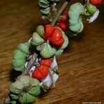 Phyllanthus billardierei Fruit