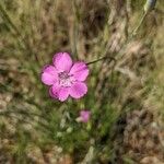 Dianthus virgineus 花