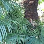 Ceratozamia mexicana Hostoa