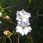 Silene alpestris Virág