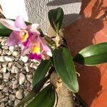 Guarianthe skinneri ഇല