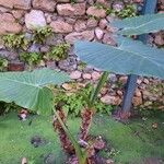 Alocasia odora Liść