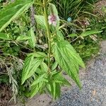 Verbena hastata Leaf