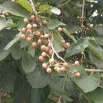 Cordia myxa Fruit