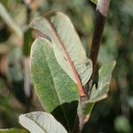 Salix repens Hoja