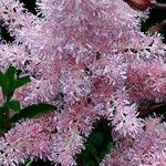 Astilbe japonica ᱵᱟᱦᱟ