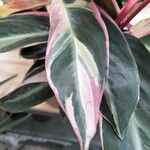 Stromanthe thalia Leaf