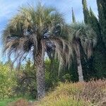 Butia yatay Habitat