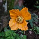 Papaver cambricum Blomma