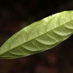 Licaria cannella Leaf