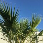 Washingtonia robusta Φύλλο