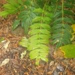 Mahonia x media Leaf