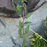 Chenopodium polyspermum Frukt