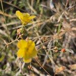 Linum volkensii Плід