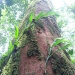 Dimorphandra polyandra 樹皮
