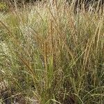 Calamagrostis breviligulata Habit