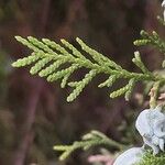 Platycladus orientalis Leaf