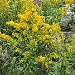 Solidago junceaЦвят