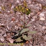 Senecio flavus Natur