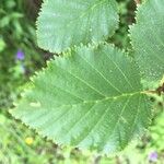 Alnus alnobetula Liść