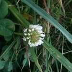 Trifolium repens Õis