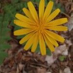 Aposeris foetida फूल