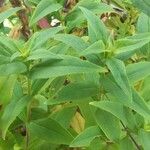 Lobelia cardinalis Leaf