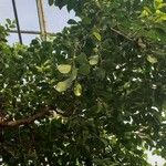 Ficus benjamina ഇല