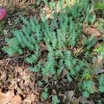 Petrosedum ochroleucum Feuille