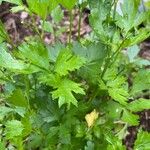 Petroselinum crispum Leaf