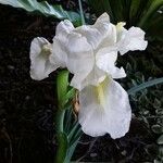 Iris albicans 花