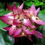Sabicea calycina Flor