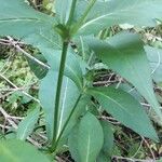 Knautia dipsacifolia Leaf