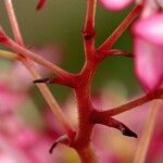 Saxifraga stolonifera Bark