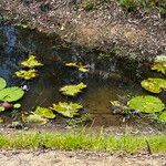 Nymphaea lotus ᱵᱟᱦᱟ