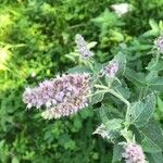 Mentha longifolia花