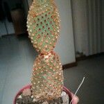 Opuntia microdasys পাতা