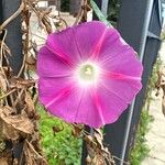 Ipomoea tricolor 花