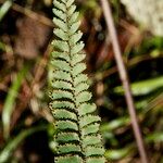 Adiantum hispidulum Frucht
