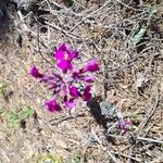 Moricandia moricandioides Flor