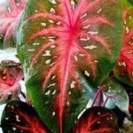 Caladium bicolor Leaf