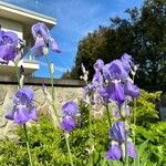 Iris pallida Virág