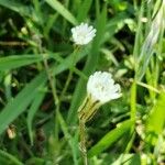 Hypochaeris albiflora Flor