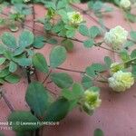 Trifolium campestre Blomst