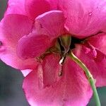 Rosa pendulina Fleur