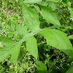 Lactuca biennis Leaf