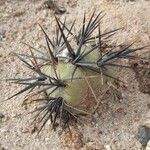 Tephrocactus alexanderi Hábito