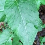 Rumex arifolius Blad