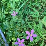 Sabatia angularis Fleur