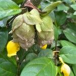 Gmelina philippensis Floare
